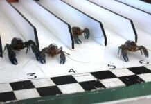 Goondiwindi’s Royal Hotel is calling all bogans