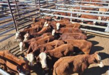 Recap a momentous year