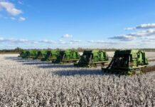Big cotton crop in store