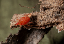 New tool helps farmers utilise beneficial insects