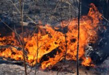 Inglewood and Moonie State Forest controlled burns underway