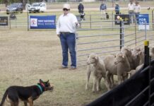 Trial dogs set tails wagging