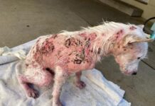 MAPR, police, vets say ‘Enough is Enough’