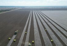 It’s reward time for Carrington Farms