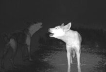 Dingo culling not putting purity as risk
