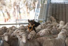 Hunt is on for the ultimate working dog