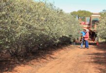 Jojoba Natural are our local heroes