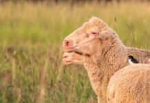 Farmers say Australia’s reputation will suffer under live sheep ban