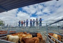 Australia’s cattle herd reaches highest level in a decade