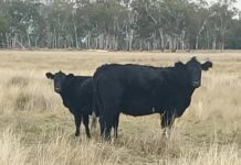 Queensland producers optimistic about next 12 months