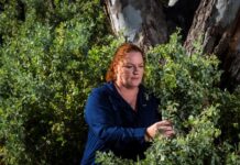 Saltbush fights drought