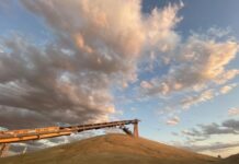 Navigating the grain market