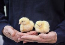 Chicken welfare in the spotlight