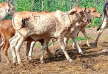 Australia remains free of ‘Lumpy Skin Disease’