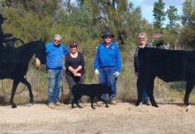 New silhouettes value add to Yelarbon Art Trail