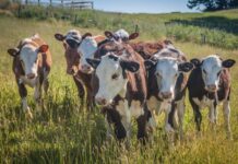 Farmers need Farm Business Resilience Plans