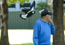 Magpie season to hit full swing