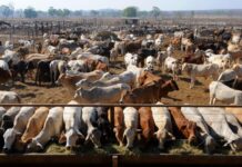 Cattle on the ‘mooove’ after major upgrades to rail line