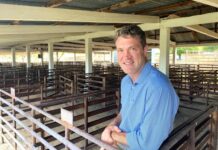 Livestock market flooded by a ‘mountain of supply’