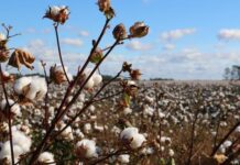 Cotton is king this year
