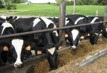 Queensland’s top MSA producers announced