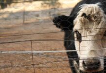 Climate change is making us sick