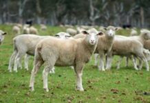 Australia says ‘NO’ to EU trade agreement on red meat