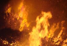 20,000ha of state forest burnt in lightning fires