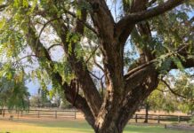 Drought resilience extends to the home garden