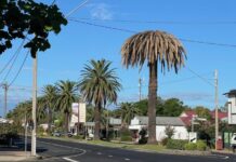 Palm tree replacement started in Inglewood