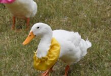 Inglewood the ultimate family shoW