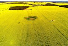 Incentives for sustainable canola growers in QLD