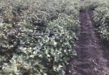 Biggest CA field day of the year coming to Brookstead