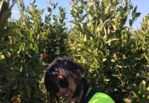 Farmers threaten to walk if access to workers is further impacted