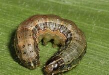 Can Fall Army Worm become resistant