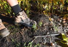 Fears Fire Ants could infiltrate the Murray-Darling Basin in QLD