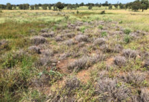 Dieback spreading quickly – Goondiwindi now a recognised hotspot