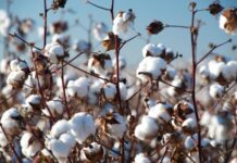 Cotton industry kicking sustainability goals