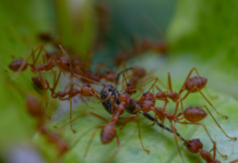 Govt needs to declare war on fire ants