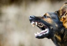 Tougher laws for dangerous dogs