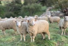 BOM warning for sheep