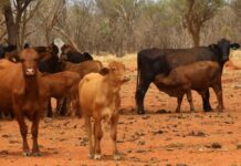 Cattle market to stay balanced in 2024