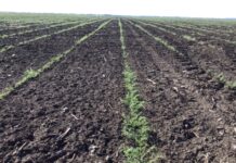 How to get a good chickpea crop . . .