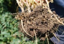 High quality, well-treated chickpea seed is key to a good crop