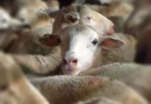 Government picks fanatics over farmers on live export issue