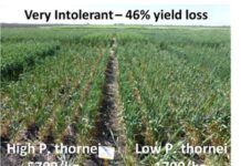 Nematodes the hidden danger in crop systems
