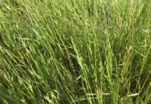 The lowdown on Annual Ryegrass
