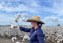 Students learn from hands-on cotton experience