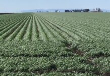 Testing seeds is important for good yields