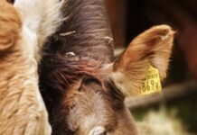 Reducing methane emissions in cattle